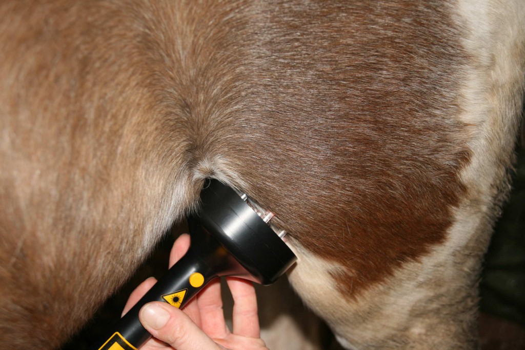 Lasertherapie an einem Pferd